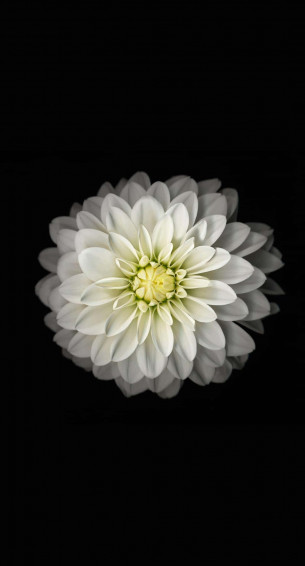 iPhone Flowers Wallpaper