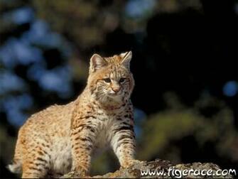 Bobcat Background Thumbnail