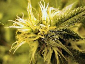 Bud Marijuana Wallpaper Area
