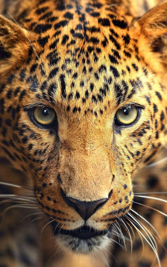 Wild Animals Wallpaper
