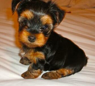 Courtney S Akc Yorkies Yorkie Puppies Weeks Old