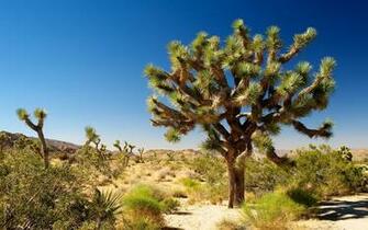 Earth Joshua Tree National Park Wallpaper