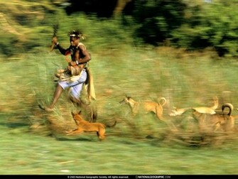 Hunting Dogs Photo Of The Day Picture Photography Wallpaper