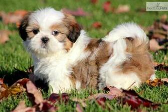 Cute Shih Tzu Puppies Background