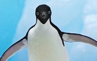 HD Penguin Wallpaper With A Beautiful Background
