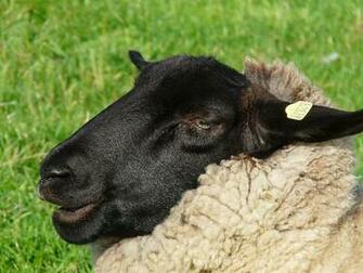 HD Wallpaper Sheepshead Face Portrait Fur Black Curious