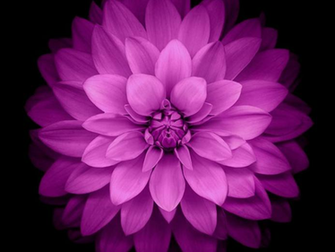 Apple Flower Ios Wallpaper
