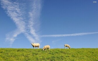 Sheep Wallpaper
