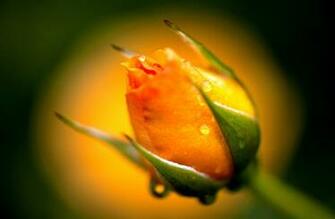 High Definition Desktop Wallpaper Of Yellow Picture Rose Flower