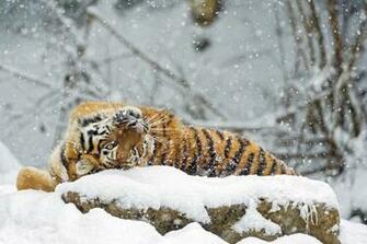 Ing Amur Tiger Rolling Snow Gdefon Ru Jpg
