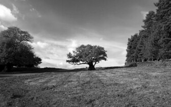 Oak Tree Wallpaper