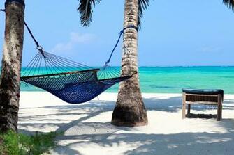 Go Back Image For Tropical Beach Hammock Palm Trees