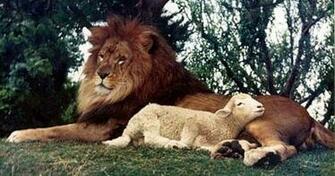 Lion And Lamb Image Wallpaper HD Wide