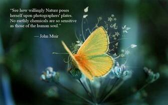 Quote Yellow Butterflies Desktop Wallpaper Natural Sulphur