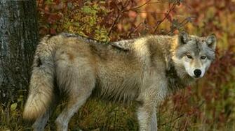 Wallpaper Wolf Forest Autumn Tree Predator 4k