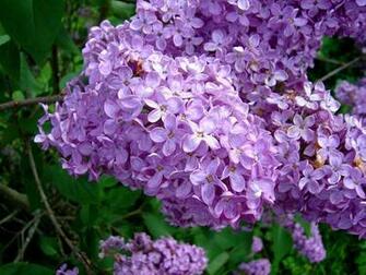 File Lilas Flowers2 Jpg