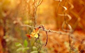 Leaf Desktop Wallpaper High Definition Quality
