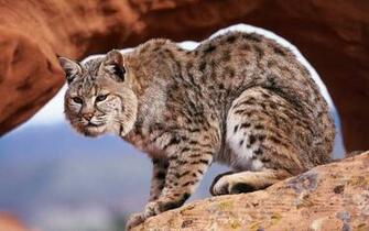 Background Collections Bobcat Wallpaper