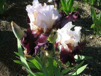 Types Of Bearded Iris HD Walls Find Wallpaper