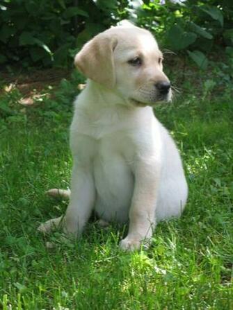 Golden Labrador Retriever Puppies