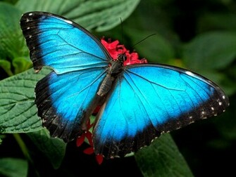 Blue Butterfly Wallpaper HD