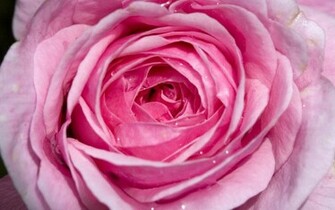 Flowers Pictures Wallpaper Red Roses