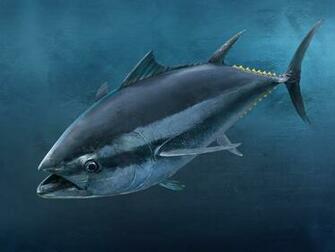 Tuna Wallpaper Imgkid The Image Kid Has It