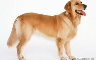 Wallpaper Golden Retriever