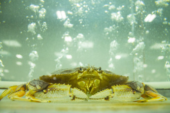 Dungeness Crab Wallpaper