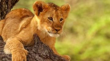 Wallpaper Lion Cub Cute Animal Tablet Laptop