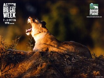 Related Wallpaper Animals Wild Cats Animal Planet Lion
