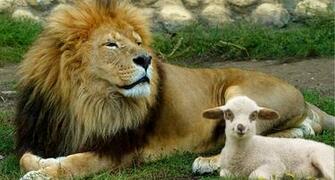 Lion And Lamb Wallpaper