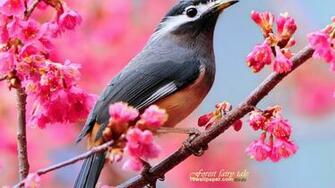 Eared Thrush Spring Cute Bird Wallpaper