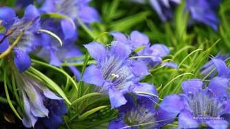 Wallpaper Gentiana Paradoxa Background