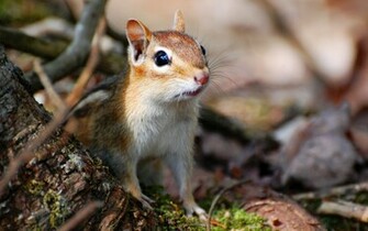 Chipmunks Wallpaper Animal Literature