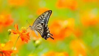 4k Butterfly Wallpaper High Quality