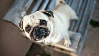 Pug Wallpaper