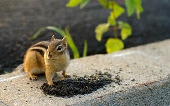 Chipmunks Photos Chipmunk Wallpaper No Desktop