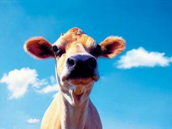 Tag Funny Farm Animals Wallpaper Image Photos Pictures And