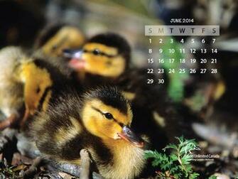 Desktop Wallpaper Ducks Unlimited Canada