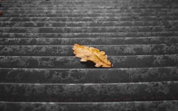 Wallpaper Stairs Steps Leaf Dry Autumn