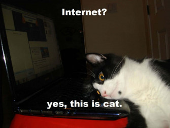 Cat Meme Picture Wallpaper