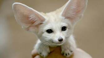 White Chiwawa Dog Wallpaper In High Resolution For Get