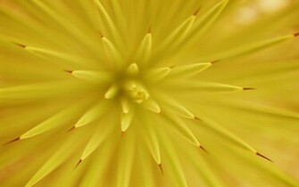 Giallo Immagine Sfondi Desktop A Tutto Schermo Per Mac Os X Tiger