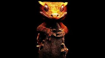 Crested Gecko Wallpaper Galleryhip The Hippest