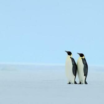 Couples Penguins iPad Wallpaper And