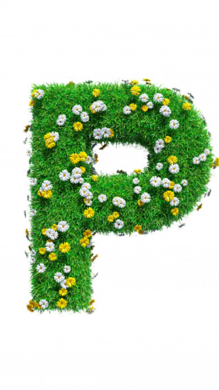 Letter P Wallpaper