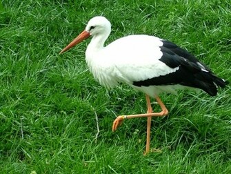 HD Wallpaper Desktop Stork