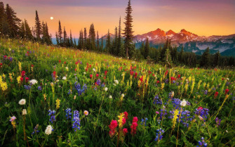 Wildflowers Cxcv025aio67noh0 Wallpaper