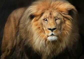 Lion Face Wallpaper